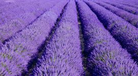Fält med lavendel i Provence